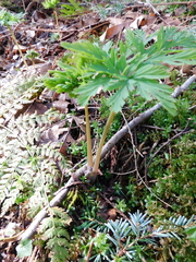 Dicentra formosa
