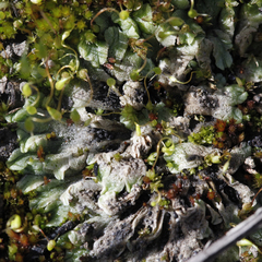 Riccia spongiosula