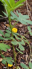 Stylosanthes biflora
