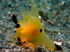 Thecacera