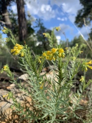 Lithospermum multiflorum