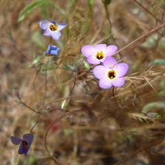 Leptosiphon ambiguus