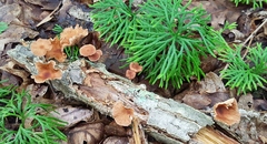 Collybiopsis dichroa