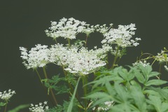 Ligusticopsis wallichiana