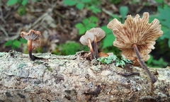 Collybiopsis dichroa