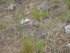 Dendragapus fuliginosus