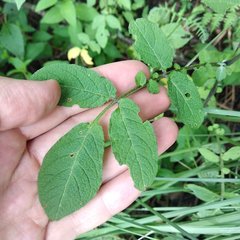 Solanum demissum
