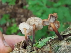 Collybiopsis dichroa