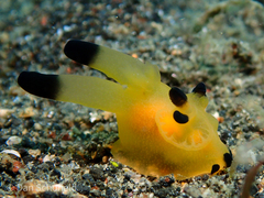 Thecacera