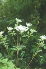 Ligusticopsis wallichiana