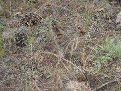 Dendragapus fuliginosus