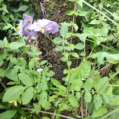 Solanum demissum