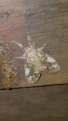 Dasychira obliquata