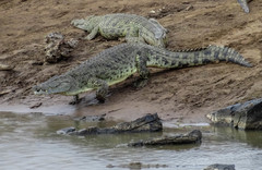 Nile Crocodile photo 4