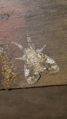 Dasychira obliquata