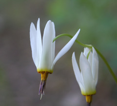 Primula standleyana