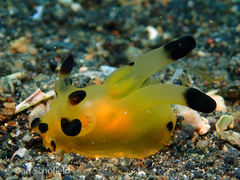 Thecacera