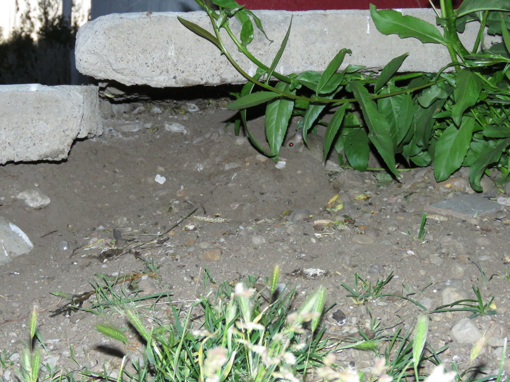 Lowland Gerbil Mouse