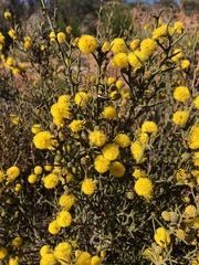 Acacia continua