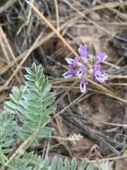 Astragalus gilensis