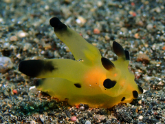 Thecacera