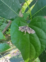 Omphisa