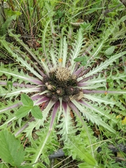 Cirsium tioganum