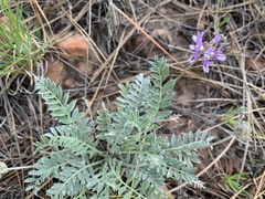 Astragalus gilensis