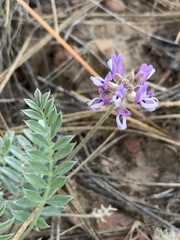 Astragalus gilensis
