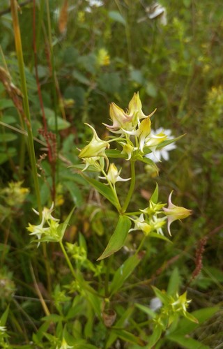 Halenia corniculata, photograph 3