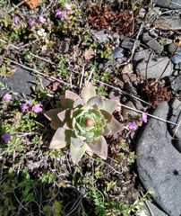 Orostachys malacophylla