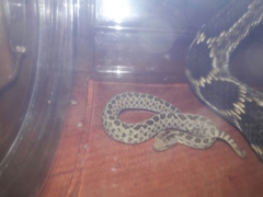 Crotalus triseriatus