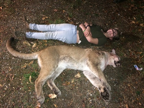 Mountain Lion photographed in Oregon