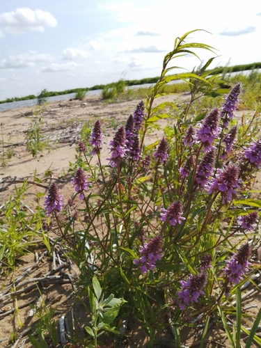 Stachys aspera iNat (1)