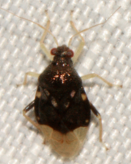 Pycnoderes albipes