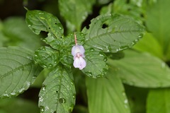 Impatiens puberula