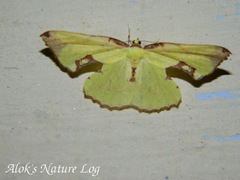 Corymica