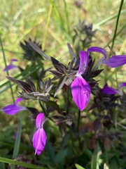 Dicliptera clinopodia