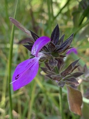 Dicliptera clinopodia