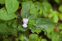 Impatiens puberula