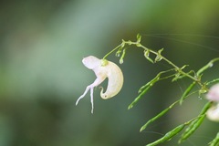 Impatiens bicornuta