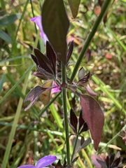 Dicliptera clinopodia