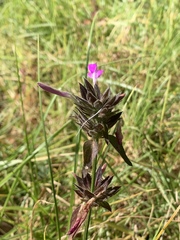 Dicliptera clinopodia