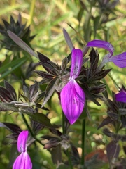 Dicliptera clinopodia