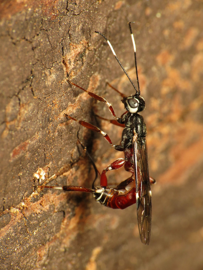 Xorides calidus