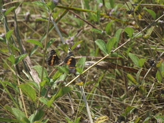 Chlosyne lacinia crocale