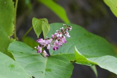 Pueraria tuberosa