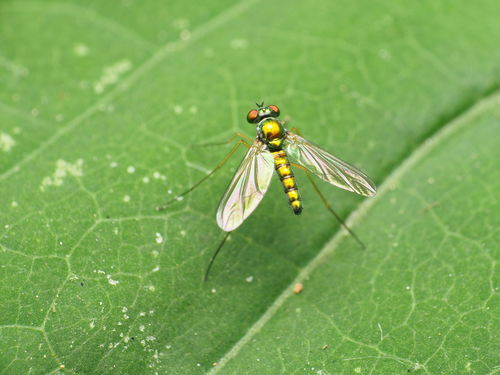 Amblypsilopus scintillans photo 2