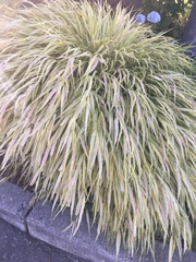 Hakonechloa