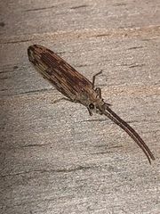 Tenomerga cinerea